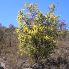 Acacia pravissima at Kambah, ACT - 17 Sep 2017