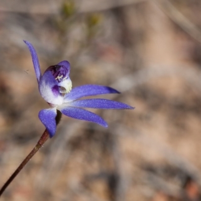 Cyanicula caerulea (Blue Fingers, Blue Fairies) at Murrumbateman, NSW - 17 Sep 2017 by SallyandPeter