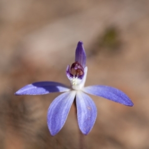 Cyanicula caerulea at Murrumbateman, NSW - 17 Sep 2017