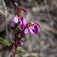 Tetratheca bauerifolia (Heath Pink-bells) at Murrumbateman, NSW - 17 Sep 2017 by SallyandPeter
