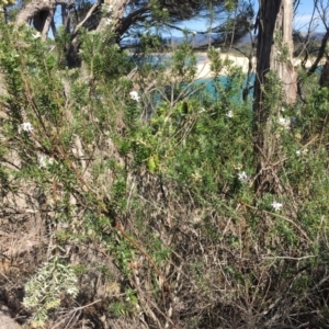 Westringia fruticosa at Merimbula, NSW - 18 Sep 2017 10:42 AM