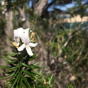 Westringia fruticosa at Merimbula, NSW - 18 Sep 2017
