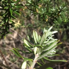 Westringia fruticosa at Merimbula, NSW - 18 Sep 2017 10:42 AM