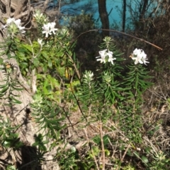 Westringia fruticosa at Merimbula, NSW - 18 Sep 2017 10:42 AM