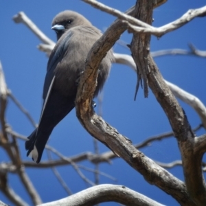 Artamus cyanopterus cyanopterus at Googong, NSW - 18 Sep 2017