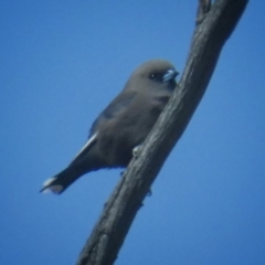 Artamus cyanopterus at Googong, NSW - 18 Sep 2017 12:05 PM