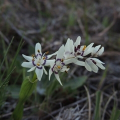 Wurmbea dioica subsp. dioica (Early Nancy) at Coombs, ACT - 17 Sep 2017 by MichaelBedingfield