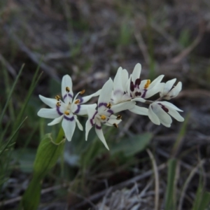 Wurmbea dioica subsp. dioica at Molonglo River Reserve - 17 Sep 2017