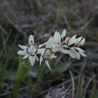 Wurmbea dioica subsp. dioica (Early Nancy) at Molonglo River Reserve - 17 Sep 2017 by michaelb