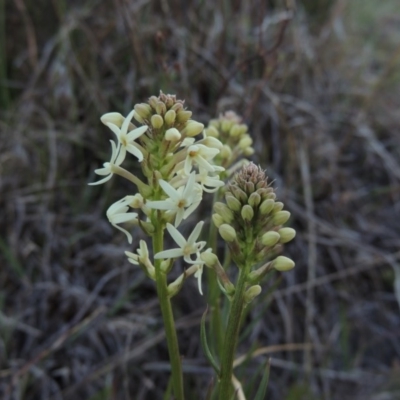 Stackhousia monogyna (Creamy Candles) at Coombs, ACT - 17 Sep 2017 by MichaelBedingfield