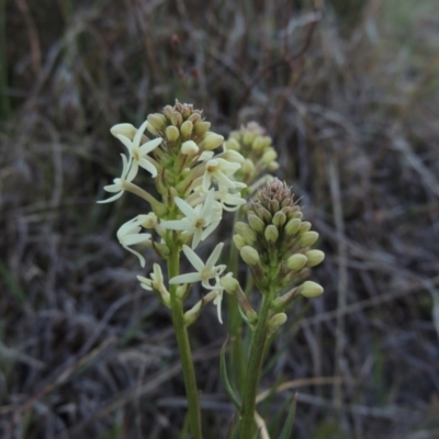 Stackhousia monogyna (Creamy Candles) at Coombs, ACT - 17 Sep 2017 by michaelb