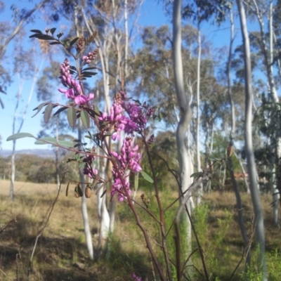 Indigofera australis subsp. australis (Australian Indigo) at Little Taylor Grasslands - 18 Sep 2017 by RosemaryRoth