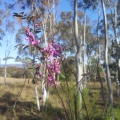Indigofera australis subsp. australis (Australian Indigo) at Kambah, ACT - 18 Sep 2017 by RosemaryRoth