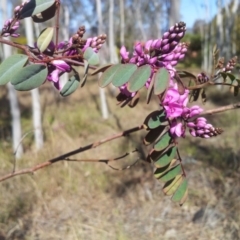 Indigofera australis subsp. australis at Kambah, ACT - 18 Sep 2017