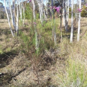 Indigofera australis subsp. australis at Kambah, ACT - 18 Sep 2017