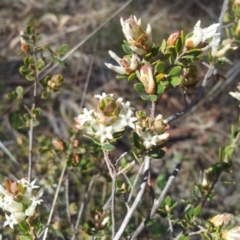 Brachyloma daphnoides (Daphne Heath) at Little Taylor Grasslands - 18 Sep 2017 by RosemaryRoth