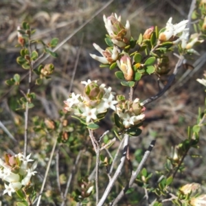 Brachyloma daphnoides at Kambah, ACT - 18 Sep 2017 10:39 AM