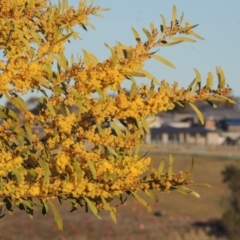 Acacia rubida (Red-stemmed Wattle, Red-leaved Wattle) at Molonglo River Reserve - 17 Sep 2017 by michaelb