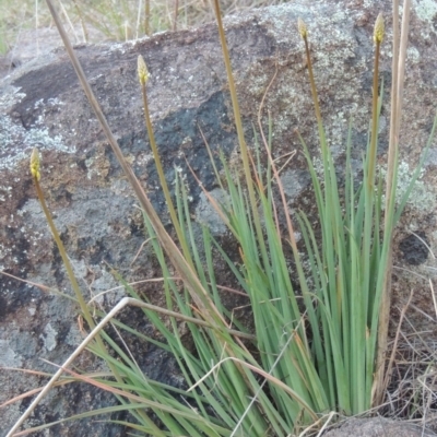 Bulbine glauca (Rock Lily) at Coombs, ACT - 17 Sep 2017 by michaelb