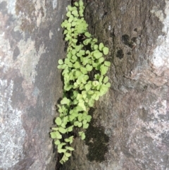 Adiantum aethiopicum (Common Maidenhair Fern) at Denman Prospect, ACT - 17 Sep 2017 by michaelb