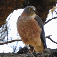 Accipiter cirrocephalus (Collared Sparrowhawk) at Paddys River, ACT - 18 Sep 2017 by JohnBundock