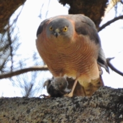 Accipiter cirrocephalus at Paddys River, ACT - 18 Sep 2017