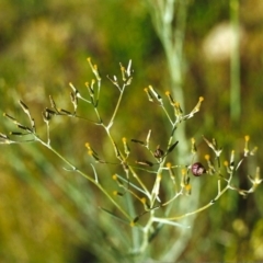 Senecio quadridentatus (Cotton Fireweed) at Conder, ACT - 9 Nov 1999 by michaelb