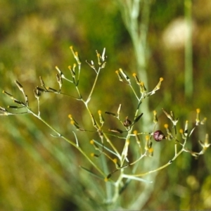 Senecio quadridentatus at Conder, ACT - 10 Nov 1999