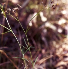 Senecio quadridentatus (Cotton Fireweed) at Tuggeranong Hill - 14 Feb 2000 by michaelb