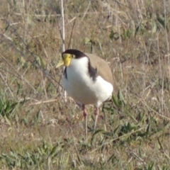 Vanellus miles (Masked Lapwing) at Molonglo River Reserve - 17 Sep 2017 by michaelb