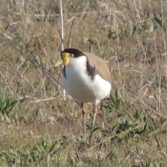 Vanellus miles (Masked Lapwing) at Coombs, ACT - 17 Sep 2017 by MichaelBedingfield