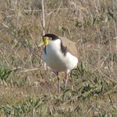 Vanellus miles (Masked Lapwing) at Coombs, ACT - 17 Sep 2017 by MichaelBedingfield