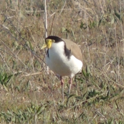 Vanellus miles (Masked Lapwing) at Coombs, ACT - 17 Sep 2017 by michaelb