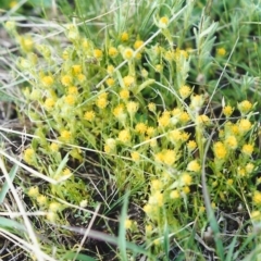 Triptilodiscus pygmaeus (Annual Daisy) at Conder, ACT - 17 Oct 1999 by MichaelBedingfield