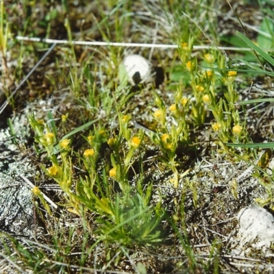 Triptilodiscus pygmaeus (Annual Daisy) at Tuggeranong Hill - 21 Oct 2000 by michaelb