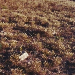 Vittadinia cuneata var. cuneata (Fuzzy New Holland Daisy) at Conder, ACT - 14 Apr 2000 by michaelb