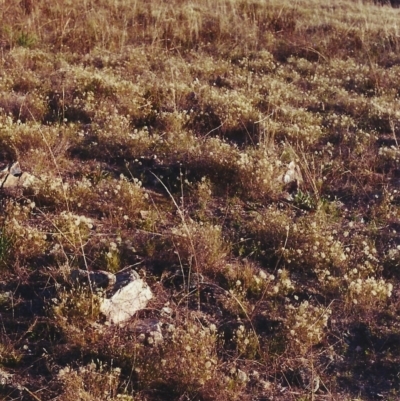 Vittadinia cuneata var. cuneata (Fuzzy New Holland Daisy) at Conder, ACT - 15 Apr 2000 by MichaelBedingfield