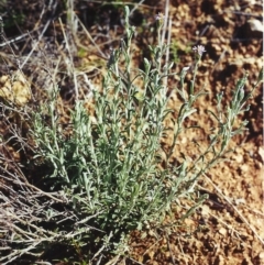 Vittadinia cuneata var. cuneata (Fuzzy New Holland Daisy) at Conder, ACT - 1 Oct 2000 by michaelb