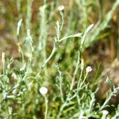 Vittadinia cuneata var. cuneata (Fuzzy New Holland Daisy) at Conder, ACT - 30 Nov 1999 by MichaelBedingfield