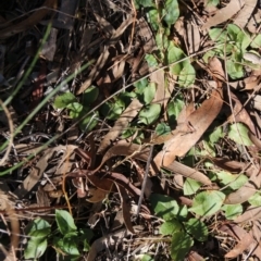 Pterostylis nutans (Nodding Greenhood) at Canberra Central, ACT - 18 Sep 2017 by petersan