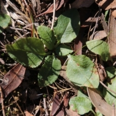 Pterostylis nutans at Canberra Central, ACT - 18 Sep 2017