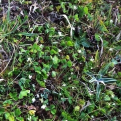 Trifolium subterraneum (Subterranean Clover) at Hughes Garran Woodland - 17 Sep 2017 by ruthkerruish