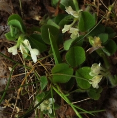 Trifolium subterraneum at Garran, ACT - 18 Sep 2017 12:00 AM