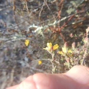 Hibbertia stricta at Gilmore, ACT - 19 Sep 2017 04:54 PM
