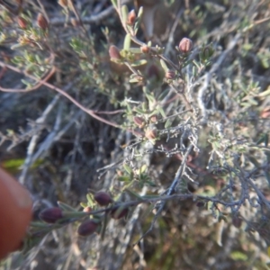 Hibbertia stricta at Gilmore, ACT - 19 Sep 2017