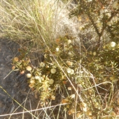 Acacia ulicifolia at Gilmore, ACT - 19 Sep 2017