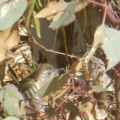 Chrysococcyx lucidus (Shining Bronze-Cuckoo) at Gilmore, ACT - 19 Sep 2017 by MichaelMulvaney