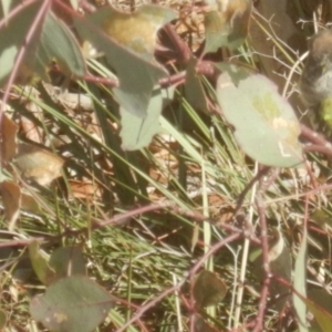 Chrysococcyx lucidus at Gilmore, ACT - 19 Sep 2017