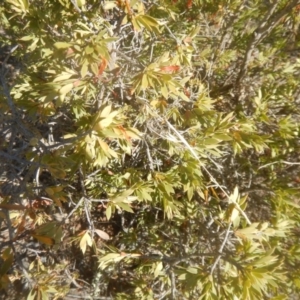 Styphelia triflora at Gilmore, ACT - 19 Sep 2017