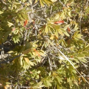 Styphelia triflora at Gilmore, ACT - 19 Sep 2017